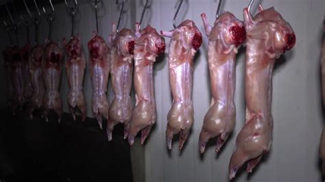 Besides meat, rabbits produce skin and fur of high quality, which are later used in particular in clothing industry. Rabbit Meat by Inchara Rabbit Farm, rabbit meat, INR 450 / Kilogram ( Approx ) | ID - 4135318