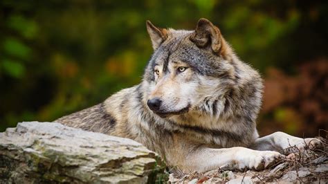 Wolf Wallpaper 46 Wolf Wallpapers ·① Download Free Stunning Hd