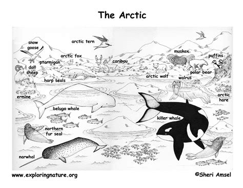 Included in my arctic animal coloring page are the arctic fox, the moose, a puffin coloring page, and a ringed seal coloring page. Arctic and the Tundra