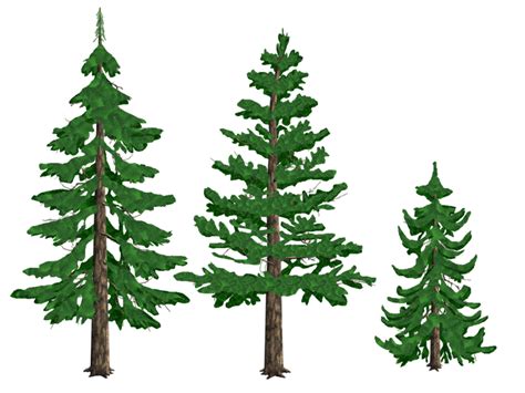 Download High Quality Pine Tree Clip Art Realistic Transparent Png