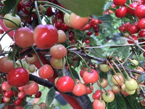 Cherry Tree How To Grow Cherry Tree In Containers Growing Cherries