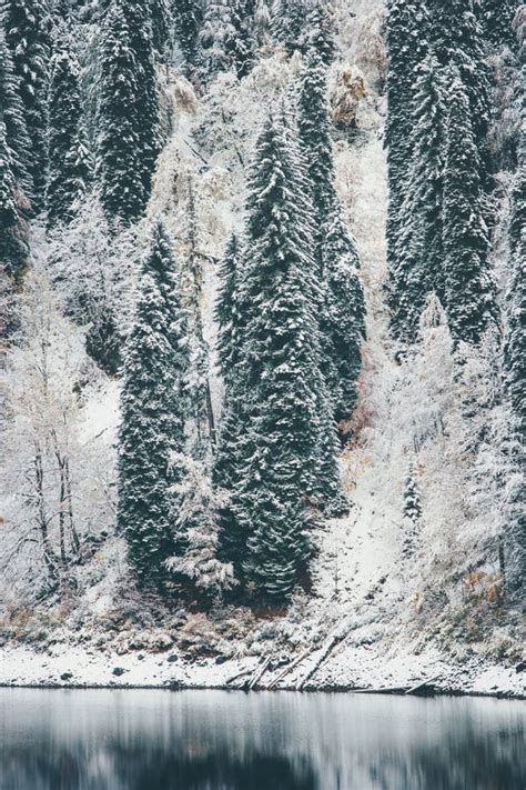 Winter Coniferous Forest And Lake Landscape Stock Photo Image Of
