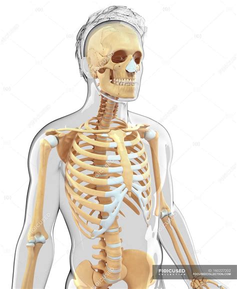 Skeletal System And Cartilage Of Adult Human — Anatomical White