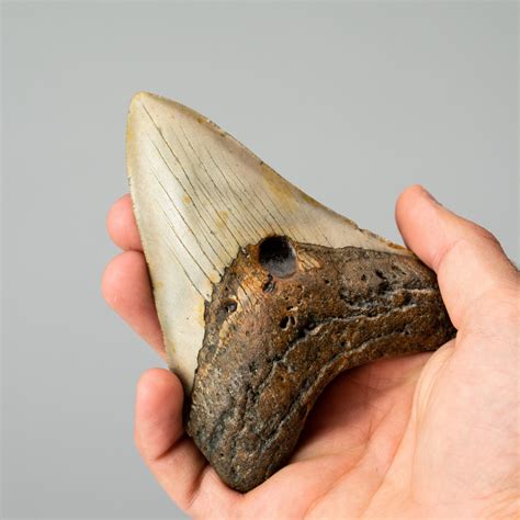 Genuine Megalodon Shark Tooth 062lbs Astro Gallery Touch Of Modern