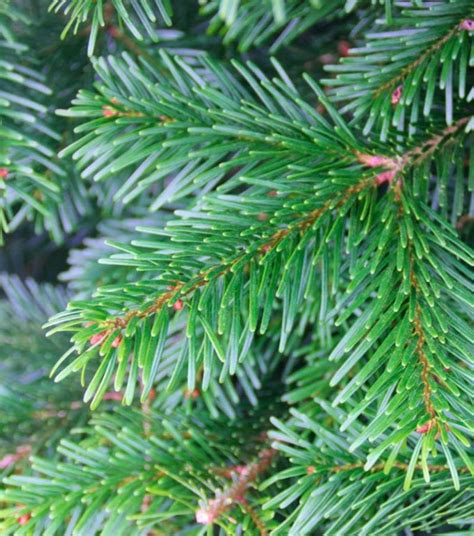 Nordmann Fir Tree Dartmoor Christmas Trees