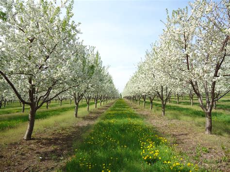 Even healthy, mature fig trees may not bear fruit on schedule if the right environmental conditions are missing. Blossoms on the Cherry Trees! - Hillside Homestead