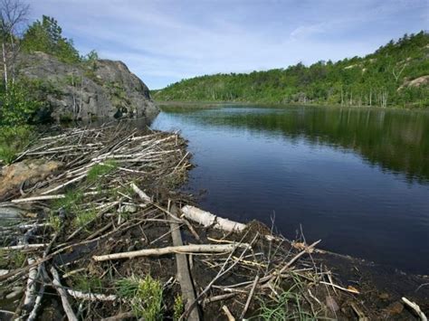 Writing Prompt Building A Beaver Dam Vermont Institute Of Natural