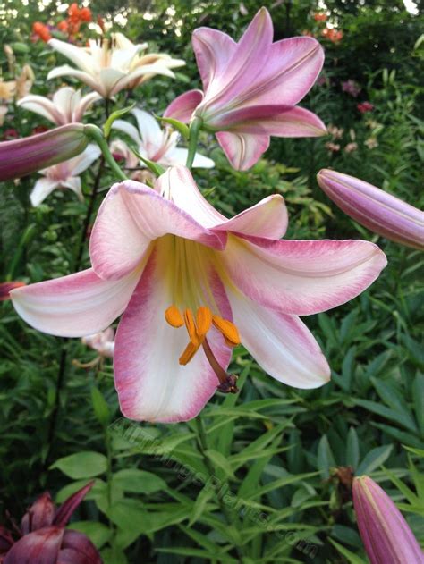 Utilizing The Beauty Of The Trumpet Lily In Your Garden