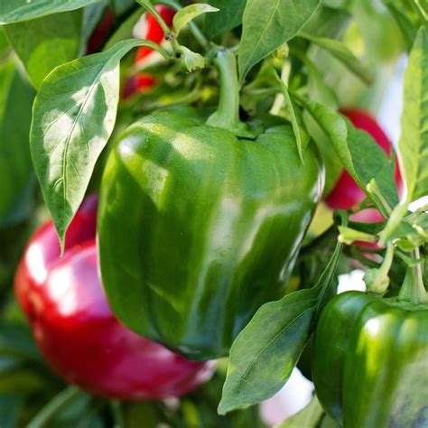 Buy red sweet pepper or Capsicum annuum var. annuum (Grossum Group ...