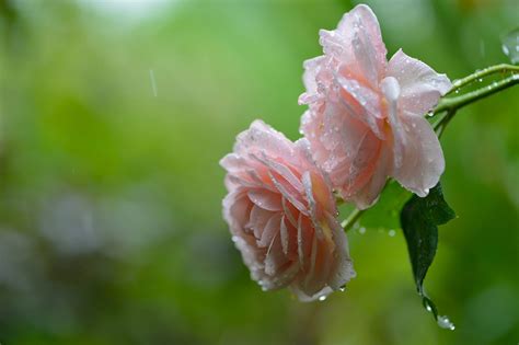 Roses On Rain Wallpaper Nature And Landscape Wallpaper Better