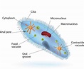 The Major Classification and Characteristics of Protozoa - Biology Wise ...