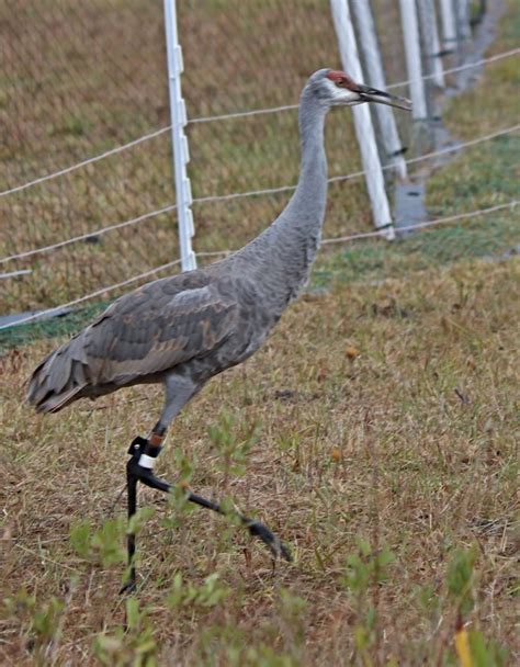 Endangered Mississippi Sandhill Cranes Reintroduced To The Wild