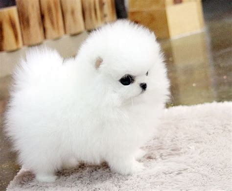 Home raised steacup pomeranian babies loving family pets and companions friendly, affectionate & healthy steacup pomeranian babies that steal your heart away! Teacup Pomeranian Puppies for adoption FOR SALE ADOPTION from Salt lake city California San ...