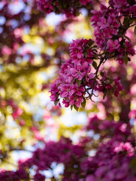 Selective Focus Photo Of Pink Petaled Flowers · Free Stock Photo
