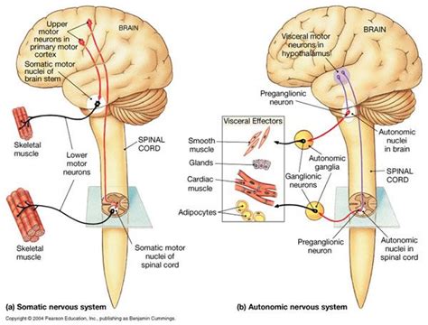 This chapter reviews the background of the neuroanatomical distribution of the autonomic nervous system in order to facilitate understanding the basics of autonomic function. Chapter 16: Neural Integration II: The Autonomic Nervous ...