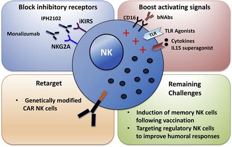 Entering A New Era Of Harnessing Natural Killer Cell Responses In HIV