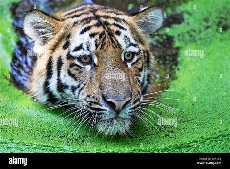 The Sumatran Tiger Panthera Tigris Sumatrae Sumatra Tiger Swimming In Water Stock Photo Alamy