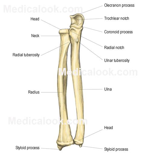 …of the trochlear notch, the coronoid process, enters the coronoid fossa of the humerus when the elbow is flexed. body of ulna - meddic