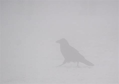 Ghost Raven The Urban Nature Enthusiast