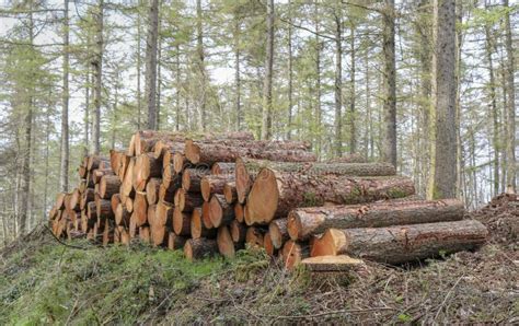 Pile Of Logs In The Forest Stock Photo Image Of Lumber Chop 144825070