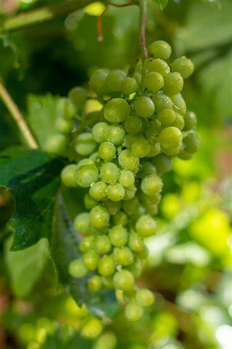 White Wine Riesling Grapes Riping On Grape Plant In Summer Time Stock