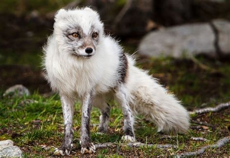 Arctic Fox Coat Change Vlrengbr