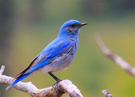 The Nerdy Naturalist Mountain Bluebird