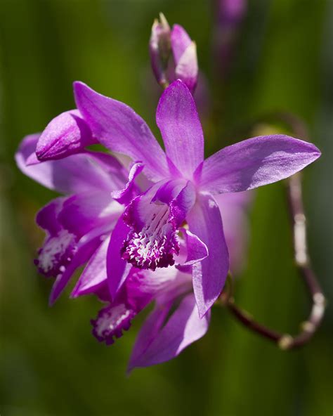 Happy Magenta Hardy Orchid Photograph By Kathy Clark Fine Art America