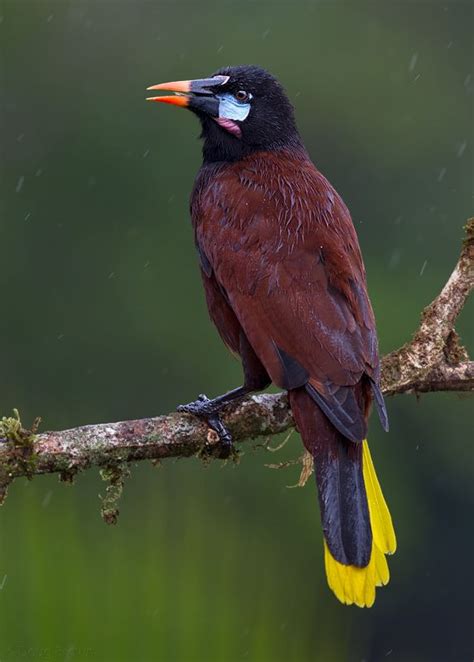 Montezuma Oropendola Pretty Birds Beautiful Birds Pet Birds