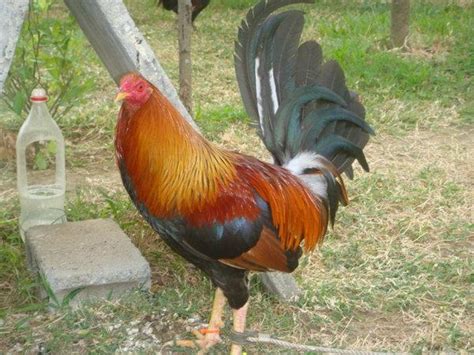 Jenis ayam filipina dari warna nya ayam philipina black bonanza / ayam philipina brassback ayam philipina ayam campur sprite ??? Koleksi Gambar Ayam pilipina | Suara Hati Kalian