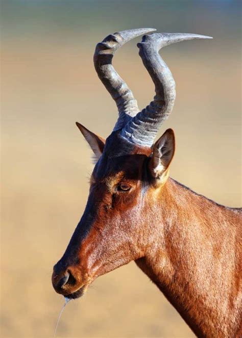 antlers vs horns 6 differences made of purpose gender storyteller travel