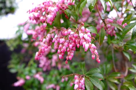 Pieris Propagation Methods Learn How And When To Propagate A Pieris Plant
