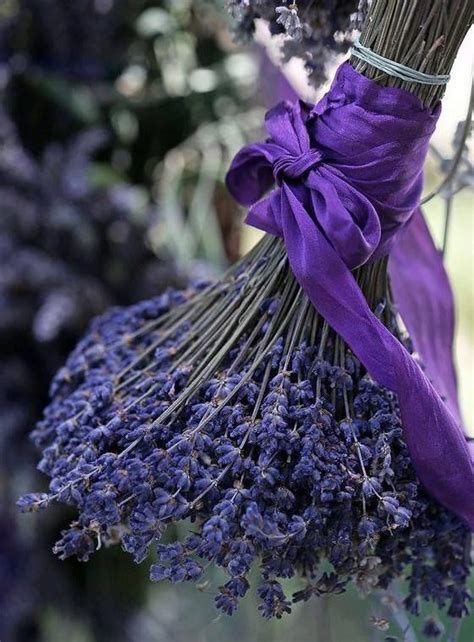 Pin By Jovanka On Lavender Lavender Flowers Purple Flowers Lovely