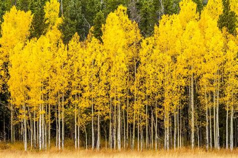 5 Different Types Of Aspen Trees 2022