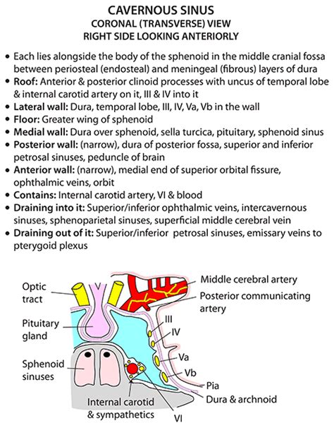 Instant Anatomy Head And Neck Areasorgans Cavernous Sinus
