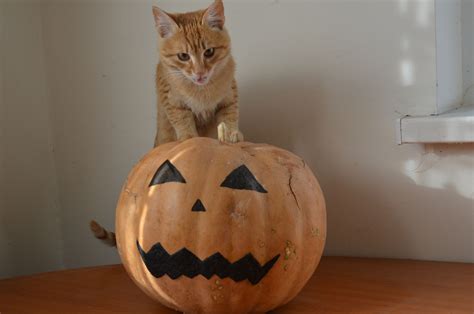 Cat Jack O Lantern Halloween Halloween Photos Photo Contest