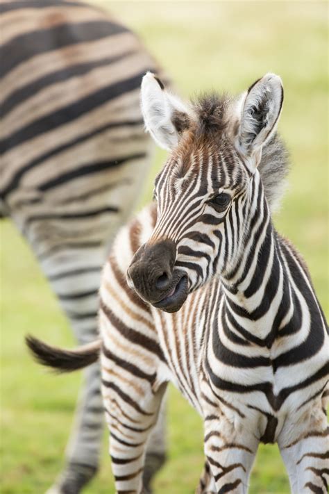 A Baby Zebra Was Born At Werribee Open Range Zoo And Our Hearts Are