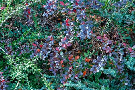 Mahonia Nervosa Oregon Grape Plant And Grass South Evergreen Plants