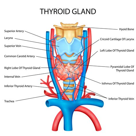 Illustration Du Tableau De Dessin De Léducation Médicale De La Glande