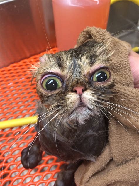 The 26 Funniest Wet Cats Pictures Of All Time