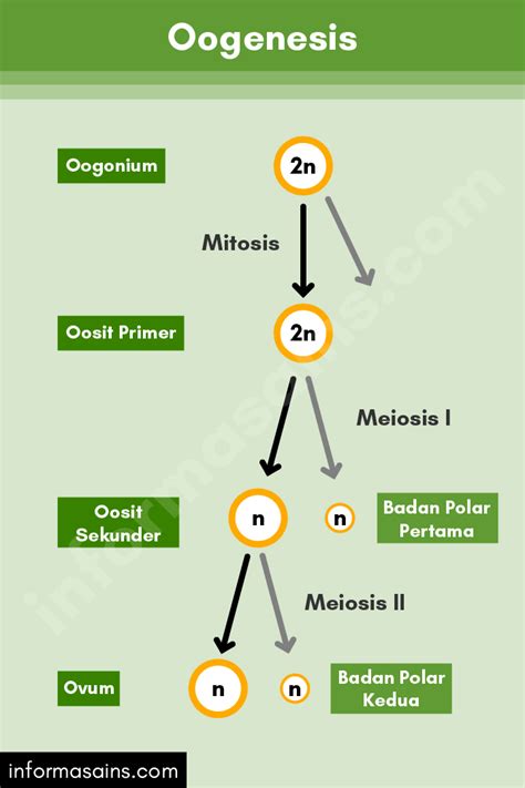 Spermatogenesis Dan Oogenesis Pengertian Tahap Proses Perbedaan