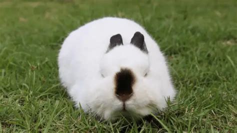 What Breeds Are Best As Pet Rabbits Simplyrabbits Rabbit Care