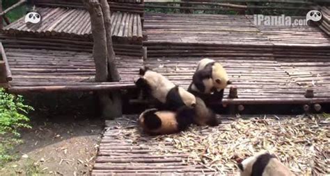 This Video Of Baby Pandas Fighting Is Just Outrageously Cute Lost At