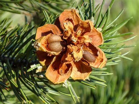 Walking Arizona Piñon Pinecone