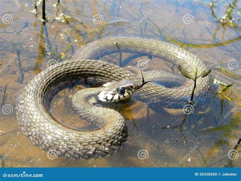 Water Snake Natrix In Hand Royalty Free Stock Photo Cartoondealer