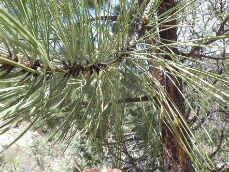 Pinus Ponderosa Scopulorum Rocky Mountain Ponderosa Pine Flickr