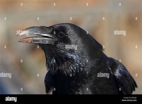 Common Raven Corvus Corax Portrait Of The Head Canary Islands La