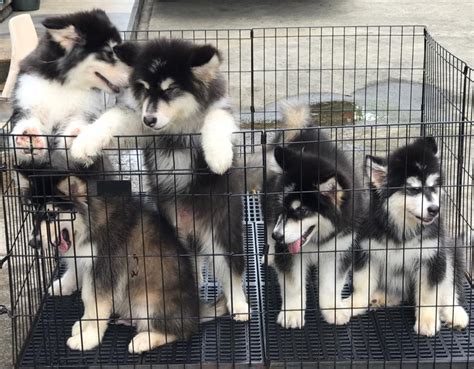 Buy Alaskan Malamute Puppies Online Alaskan Malamute Puppies