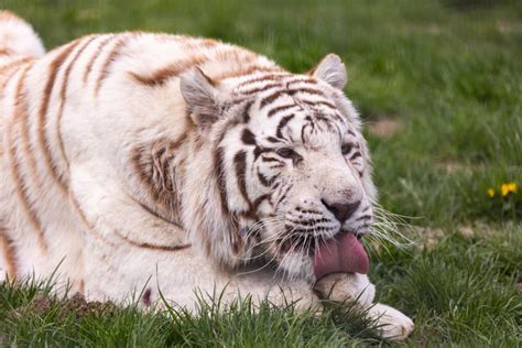 A White Albino Bengal Tiger Walking Down The Runway At The Zoo Stock