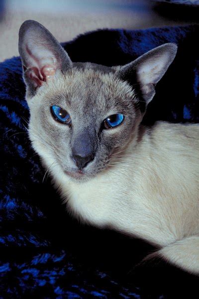All others were considered inferior. What Is the Expected Life Span of a Blue-Point Siamese Cat ...